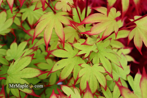 - Acer palmatum 'Emerald Sunset' Japanese Maple - Mr Maple │ Buy Japanese Maple Trees