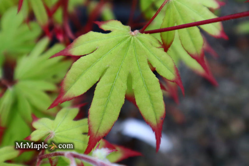- Acer palmatum 'Emerald Sunset' Japanese Maple - Mr Maple │ Buy Japanese Maple Trees