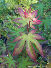 - Acer palmatum 'Emerald Sunset' Japanese Maple - Mr Maple │ Buy Japanese Maple Trees