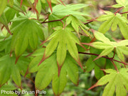 - Acer palmatum 'Emerald Sunset' Japanese Maple - Mr Maple │ Buy Japanese Maple Trees