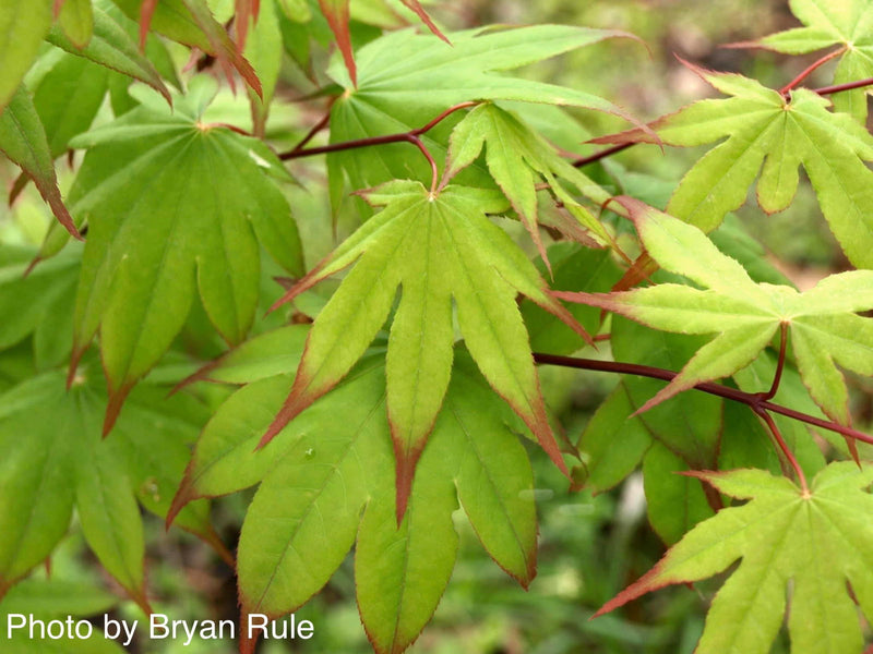 - Acer palmatum 'Emerald Sunset' Japanese Maple - Mr Maple │ Buy Japanese Maple Trees