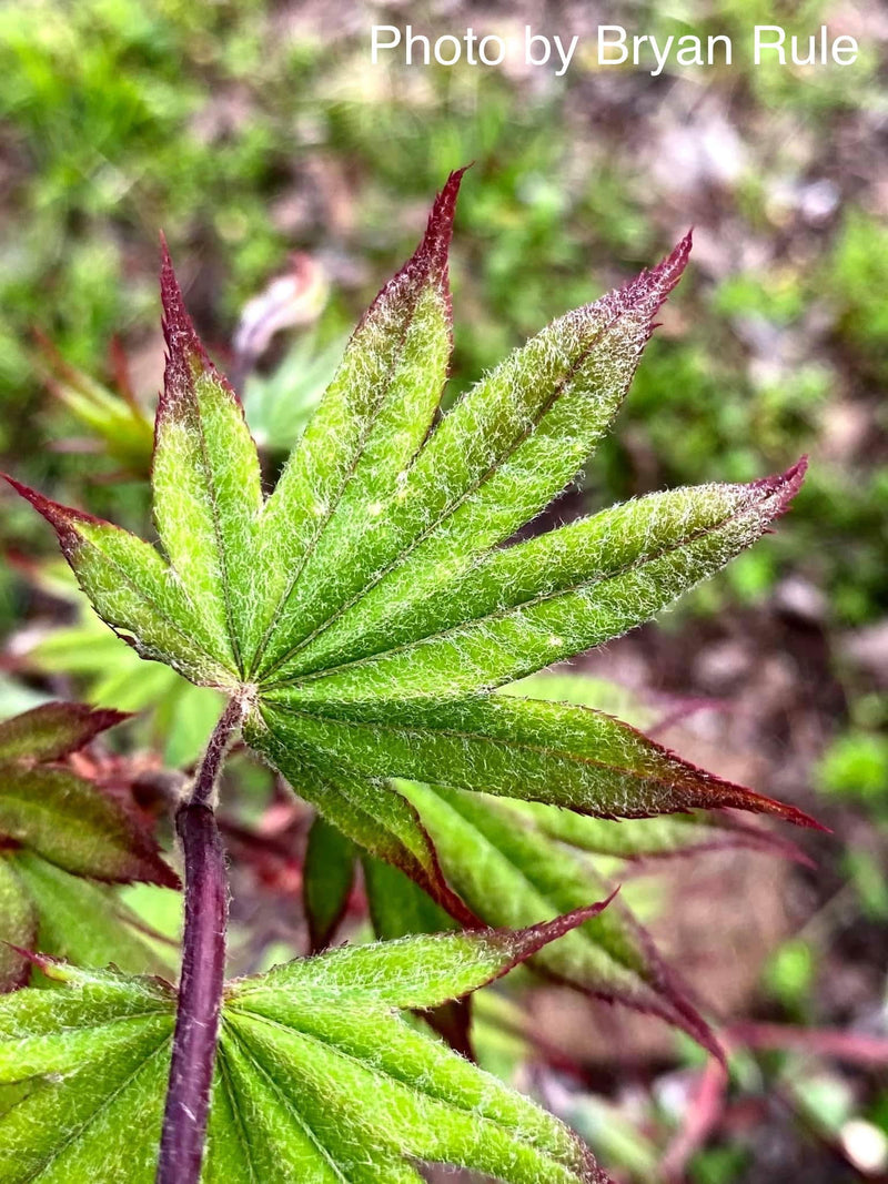 - Acer palmatum 'Emerald Sunset' Japanese Maple - Mr Maple │ Buy Japanese Maple Trees