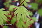 - Acer palmatum 'Emerald Sunset' Japanese Maple - Mr Maple │ Buy Japanese Maple Trees