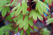 - Acer palmatum 'Emerald Sunset' Japanese Maple - Mr Maple │ Buy Japanese Maple Trees