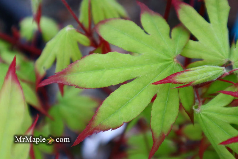 - Acer palmatum 'Emerald Sunset' Japanese Maple - Mr Maple │ Buy Japanese Maple Trees