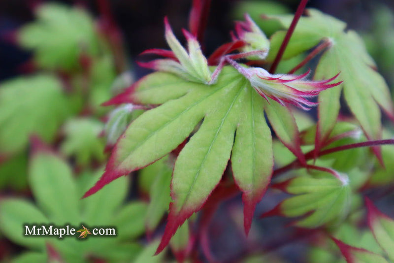 - Acer palmatum 'Emerald Sunset' Japanese Maple - Mr Maple │ Buy Japanese Maple Trees