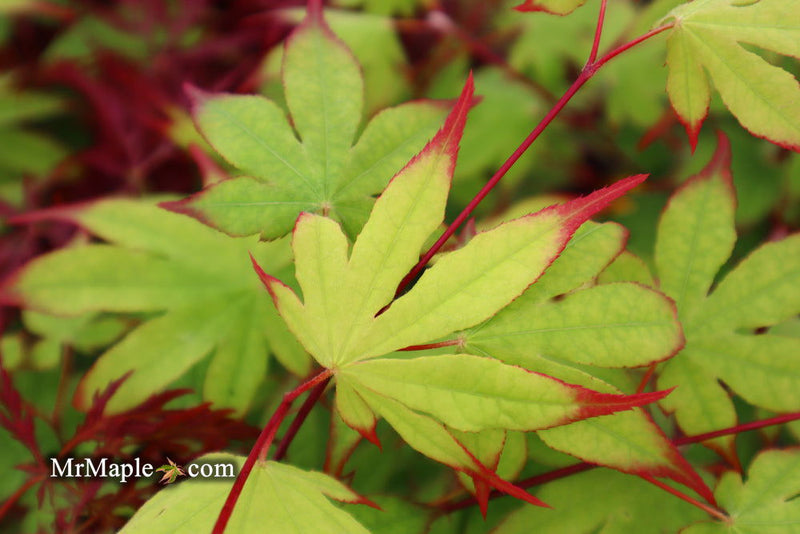 - Acer palmatum 'Emerald Sunset' Japanese Maple - Mr Maple │ Buy Japanese Maple Trees