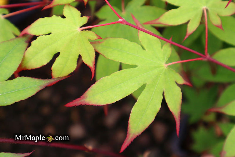 - Acer palmatum 'Emerald Sunset' Japanese Maple - Mr Maple │ Buy Japanese Maple Trees