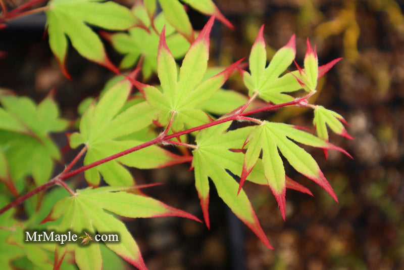 - Acer palmatum 'Emerald Sunset' Japanese Maple - Mr Maple │ Buy Japanese Maple Trees