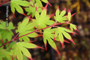 - Acer palmatum 'Emerald Sunset' Japanese Maple - Mr Maple │ Buy Japanese Maple Trees