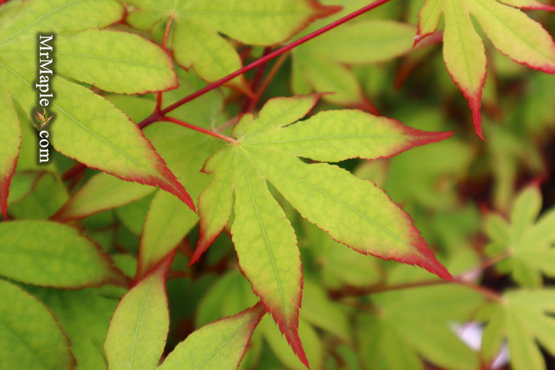 - Acer palmatum 'Emerald Sunset' Japanese Maple - Mr Maple │ Buy Japanese Maple Trees