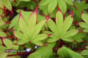 - Acer palmatum 'Emerald Sunset' Japanese Maple - Mr Maple │ Buy Japanese Maple Trees