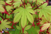 - Acer palmatum 'Emerald Sunset' Japanese Maple - Mr Maple │ Buy Japanese Maple Trees