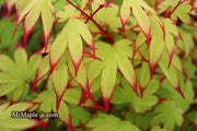 - Acer palmatum 'Emerald Sunset' Japanese Maple - Mr Maple │ Buy Japanese Maple Trees