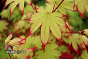 - Acer palmatum 'Emerald Sunset' Japanese Maple - Mr Maple │ Buy Japanese Maple Trees