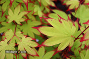 - Acer palmatum 'Emerald Sunset' Japanese Maple - Mr Maple │ Buy Japanese Maple Trees