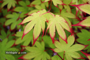 - Acer palmatum 'Emerald Sunset' Japanese Maple - Mr Maple │ Buy Japanese Maple Trees