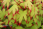 - Acer palmatum 'Emerald Sunset' Japanese Maple - Mr Maple │ Buy Japanese Maple Trees