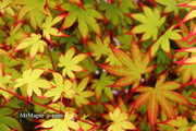 - Acer palmatum 'Emerald Sunset' Japanese Maple - Mr Maple │ Buy Japanese Maple Trees