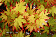 - Acer palmatum 'Emerald Sunset' Japanese Maple - Mr Maple │ Buy Japanese Maple Trees