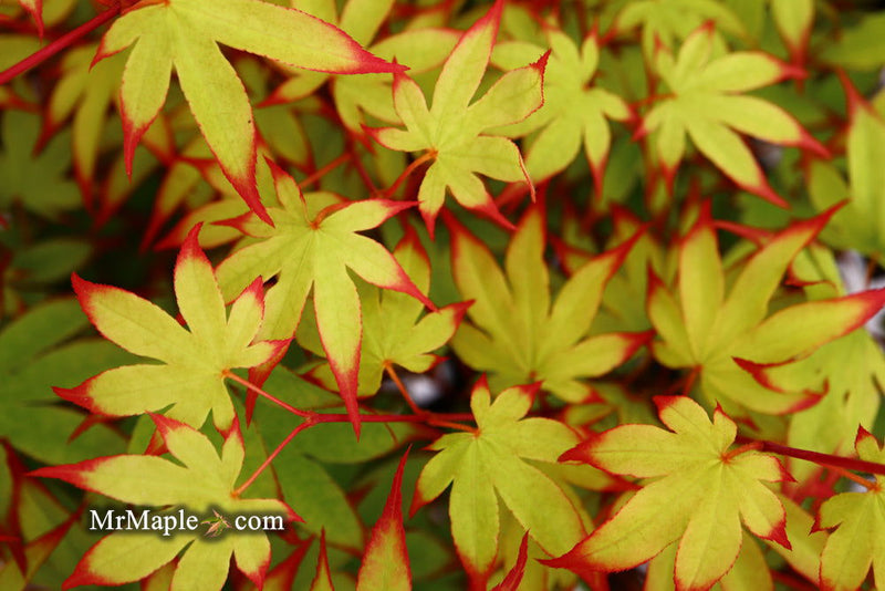 - Acer palmatum 'Emerald Sunset' Japanese Maple - Mr Maple │ Buy Japanese Maple Trees