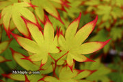 - Acer palmatum 'Emerald Sunset' Japanese Maple - Mr Maple │ Buy Japanese Maple Trees