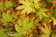 - Acer palmatum 'Emerald Sunset' Japanese Maple - Mr Maple │ Buy Japanese Maple Trees