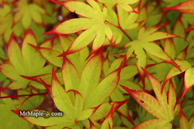 - Acer palmatum 'Emerald Sunset' Japanese Maple - Mr Maple │ Buy Japanese Maple Trees