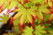 - Acer palmatum 'Emerald Sunset' Japanese Maple - Mr Maple │ Buy Japanese Maple Trees