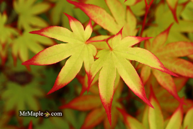 - Acer palmatum 'Emerald Sunset' Japanese Maple - Mr Maple │ Buy Japanese Maple Trees