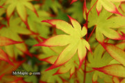 - Acer palmatum 'Emerald Sunset' Japanese Maple - Mr Maple │ Buy Japanese Maple Trees