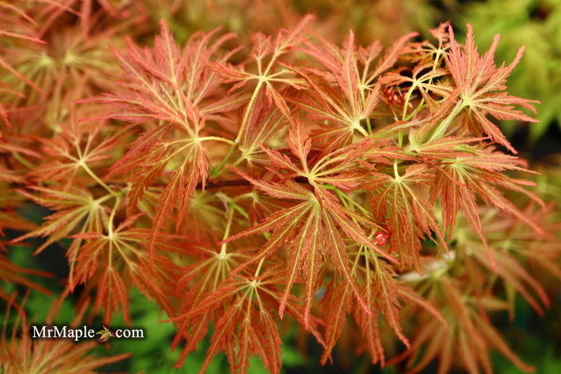 - Acer palmatum 'Emma' Weeping Japanese Maple - Mr Maple │ Buy Japanese Maple Trees