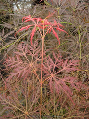 - Acer palmatum 'Emma' Weeping Japanese Maple - Mr Maple │ Buy Japanese Maple Trees