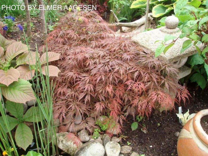 - Acer palmatum 'Emma' Weeping Japanese Maple - Mr Maple │ Buy Japanese Maple Trees