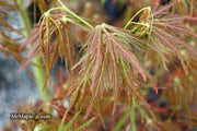 - Acer palmatum 'Emma' Weeping Japanese Maple - Mr Maple │ Buy Japanese Maple Trees