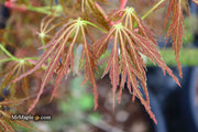 - Acer palmatum 'Emma' Weeping Japanese Maple - Mr Maple │ Buy Japanese Maple Trees