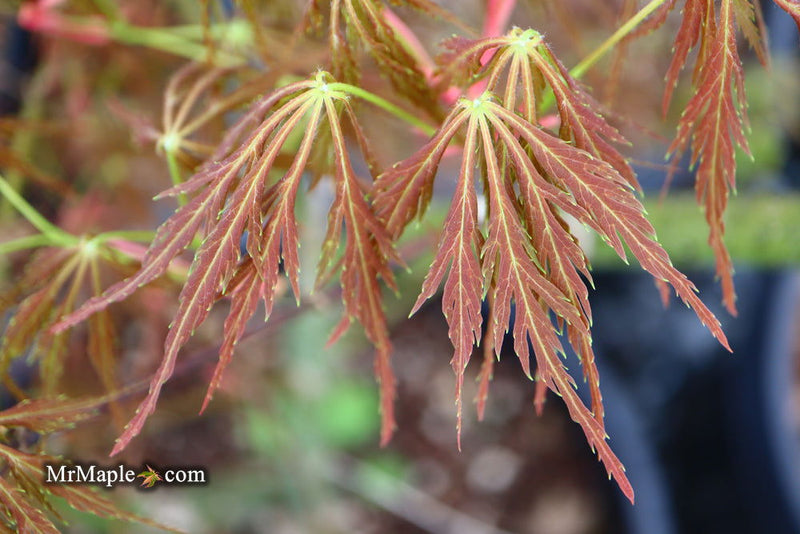 - Acer palmatum 'Emma' Weeping Japanese Maple - Mr Maple │ Buy Japanese Maple Trees