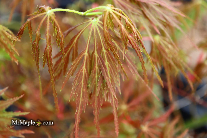 - Acer palmatum 'Emma' Weeping Japanese Maple - Mr Maple │ Buy Japanese Maple Trees