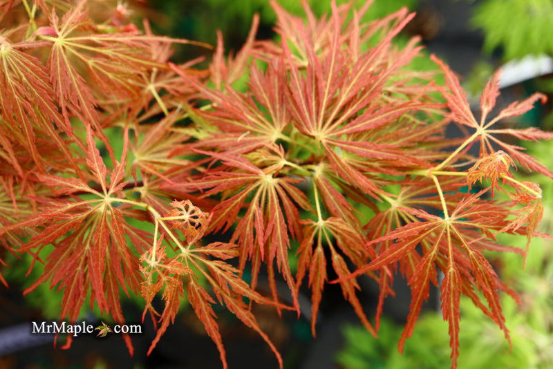 - Acer palmatum 'Emma' Weeping Japanese Maple - Mr Maple │ Buy Japanese Maple Trees