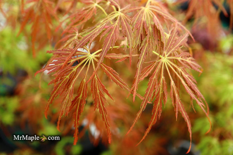 - Acer palmatum 'Emma' Weeping Japanese Maple - Mr Maple │ Buy Japanese Maple Trees