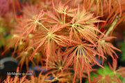- Acer palmatum 'Emma' Weeping Japanese Maple - Mr Maple │ Buy Japanese Maple Trees