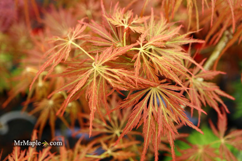 - Acer palmatum 'Emma' Weeping Japanese Maple - Mr Maple │ Buy Japanese Maple Trees