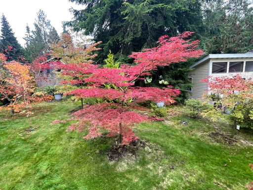 - Acer palmatum 'English Lace' Japanese Maple - Mr Maple │ Buy Japanese Maple Trees