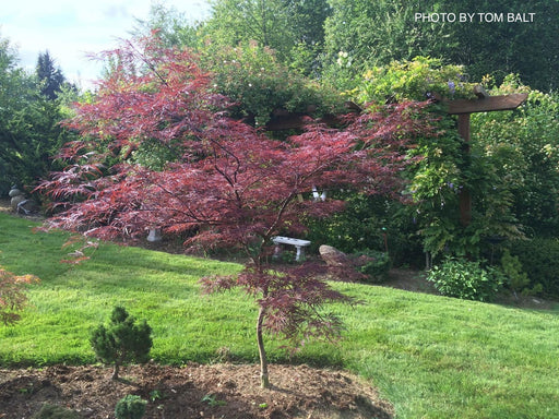 - Acer palmatum 'English Lace' Japanese Maple - Mr Maple │ Buy Japanese Maple Trees