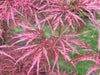 - Acer palmatum 'English Lace' Japanese Maple - Mr Maple │ Buy Japanese Maple Trees