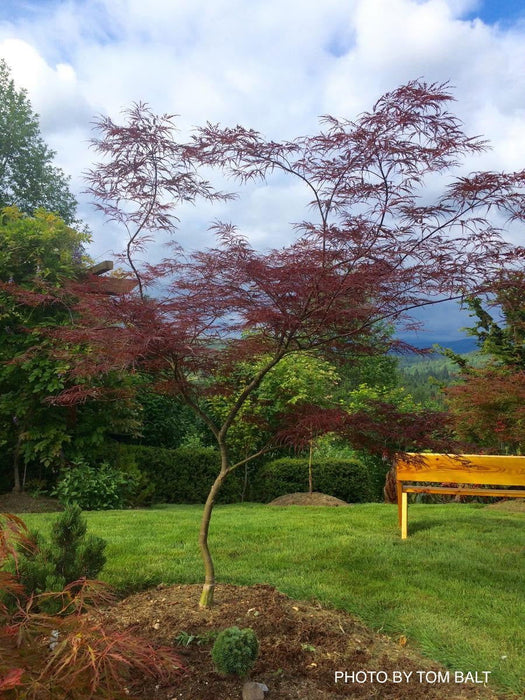 - Acer palmatum 'English Lace' Japanese Maple - Mr Maple │ Buy Japanese Maple Trees