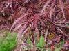 - Acer palmatum 'English Lace' Japanese Maple - Mr Maple │ Buy Japanese Maple Trees