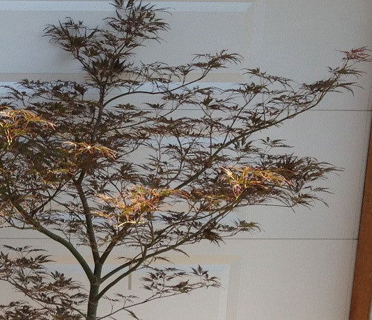 - Acer palmatum 'English Lace' Japanese Maple - Mr Maple │ Buy Japanese Maple Trees