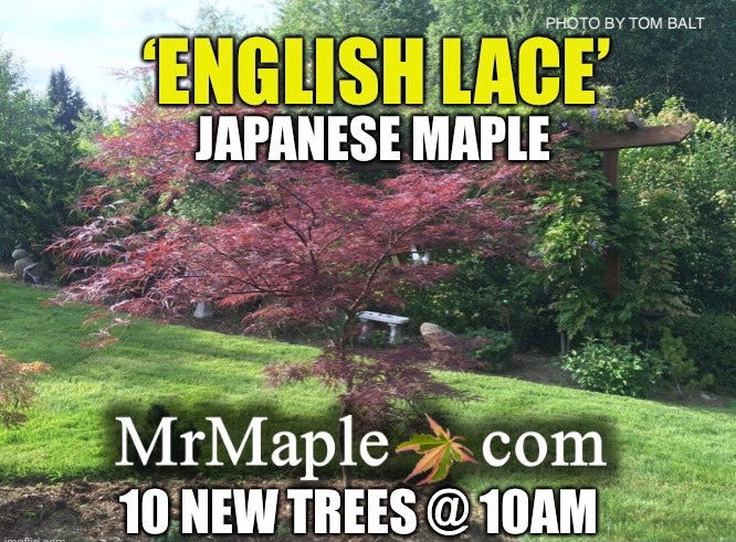 - Acer palmatum 'English Lace' Japanese Maple - Mr Maple │ Buy Japanese Maple Trees