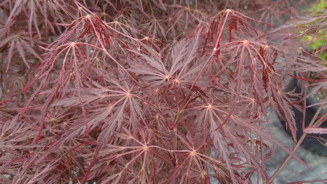 - Acer palmatum 'English Lace' Japanese Maple - Mr Maple │ Buy Japanese Maple Trees